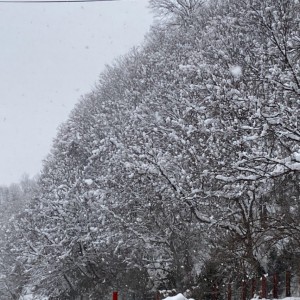 素敵な本棚☆